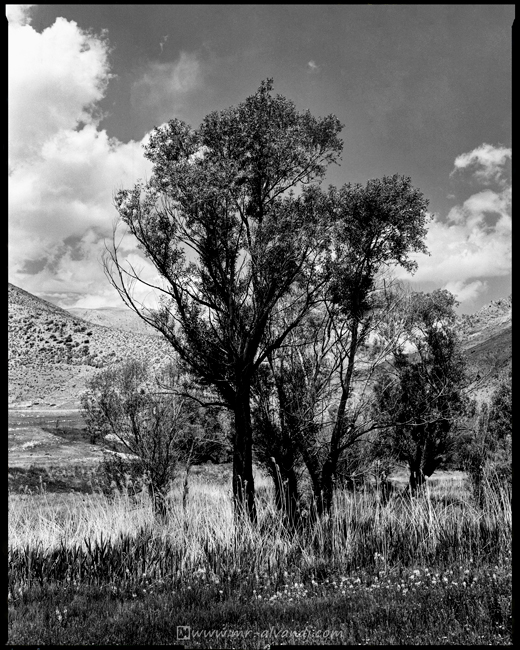Beautiful trees of Arjomand village