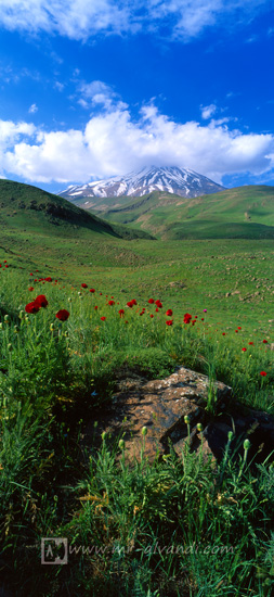 Mount Damavand and beautiful poppies, قله دماوند و شقایقهای زیبا Mount Damavand with plain full of poppies, قله دماوند با دشت پر از شقایق