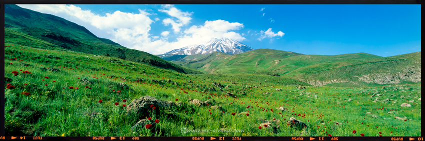 The plain of anemone flowers at the Damavand peak