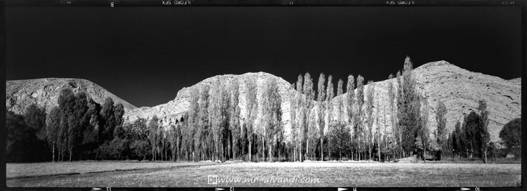 A panoramic view of poplar trees in Firuzkuh