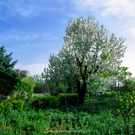 Beautiful blooms of trees in Karaj, شکوفه های زیبای درختان در کرج