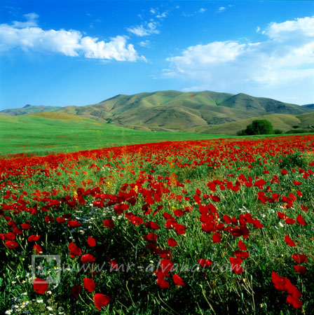 Kurdistan and beautiful poppy fields, کردستان و دشتهای زیبای شقایق Kurdistan and wild poppies, کردستان و شقایق های وحشی